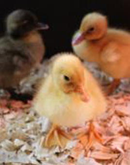 Mixed Ducklings for Sale